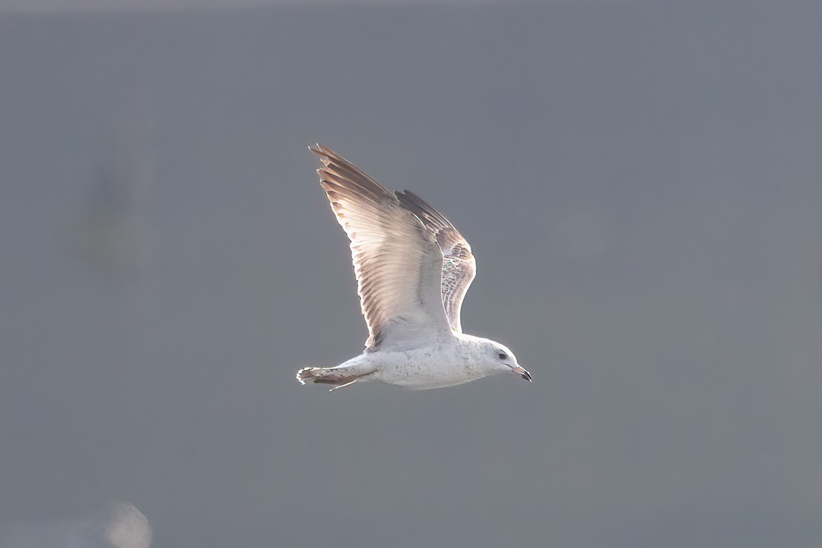 racek kroužkozobý - ML646452862