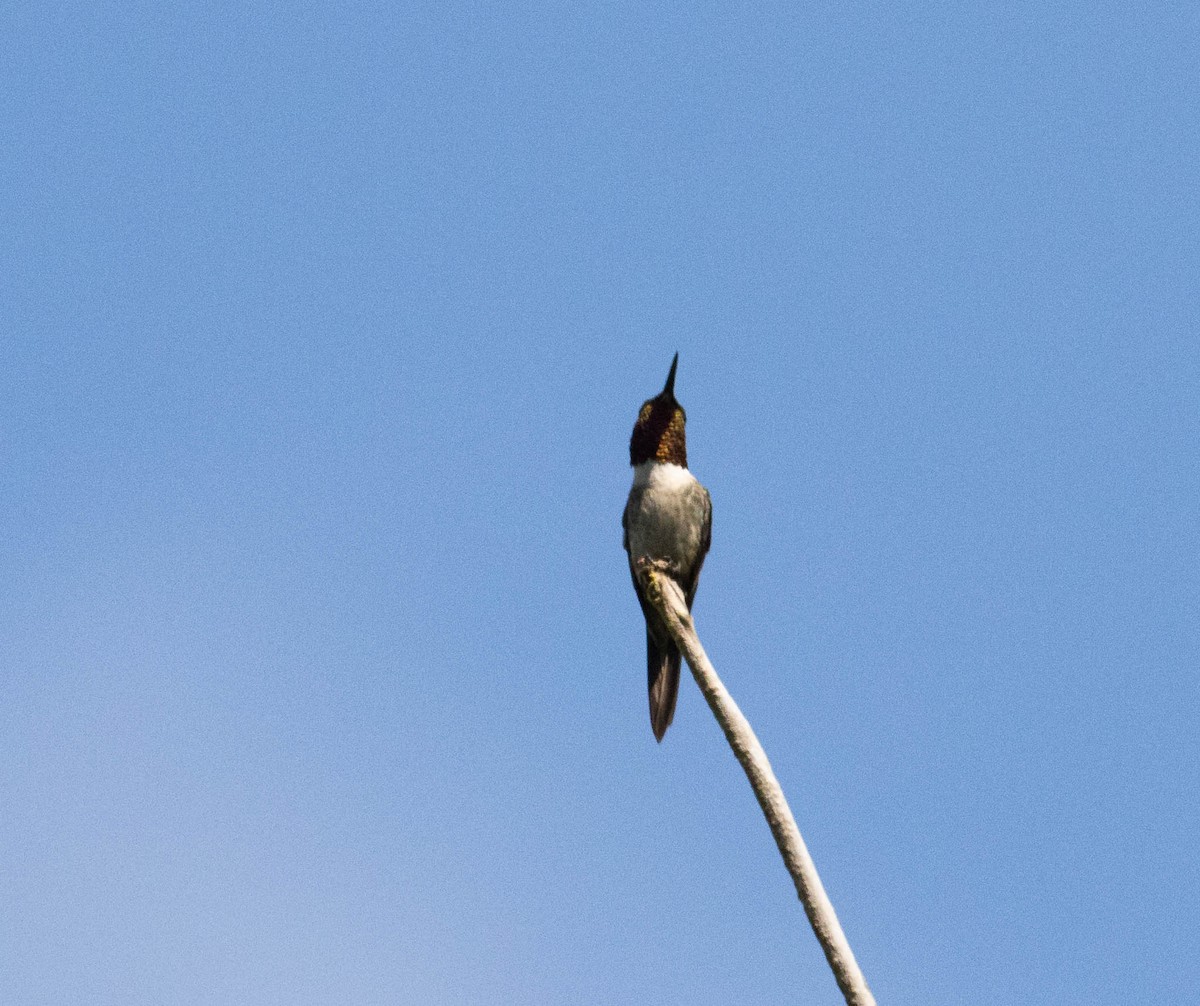 Amethyst Woodstar - ML646452863