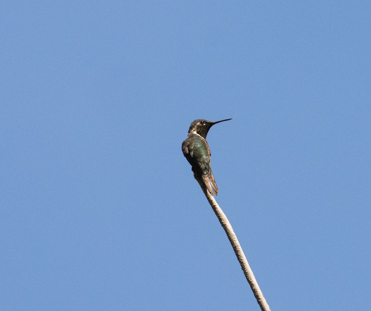 Amethyst Woodstar - ML646452865