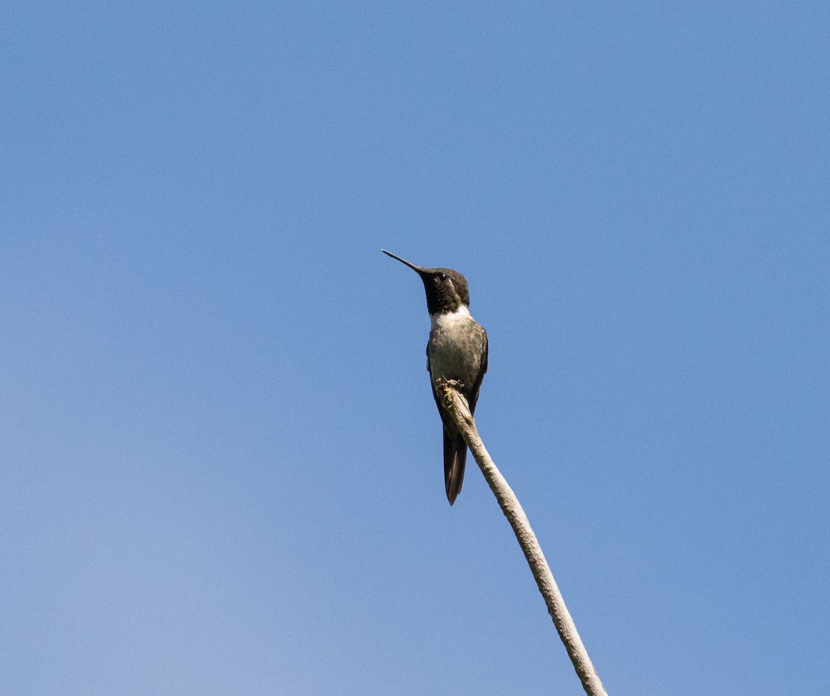 Amethyst Woodstar - ML646452866