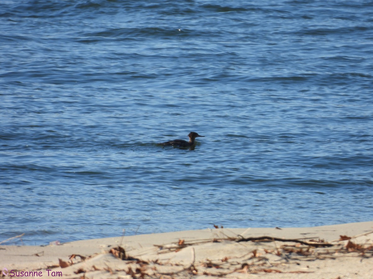 Red-breasted Merganser - ML646452874