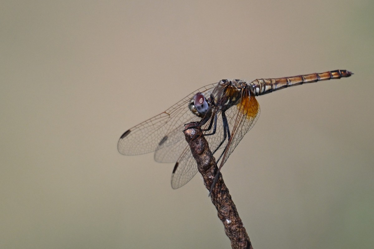 Violet Dropwing - ML646452875