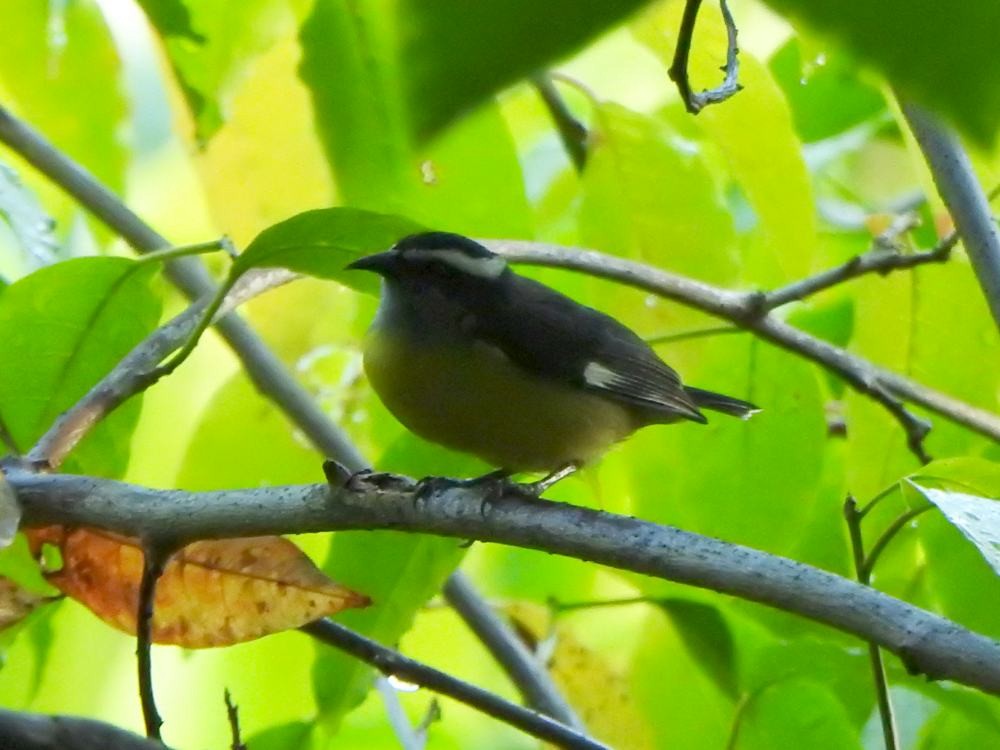 Bananaquit - ML646452879