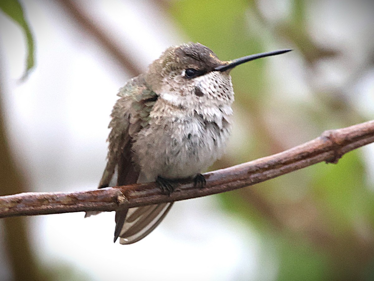 Black-chinned Hummingbird - ML646452882