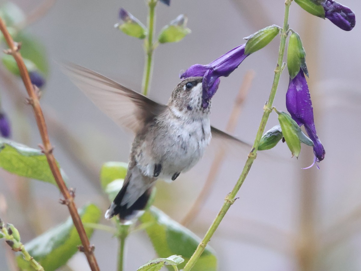Black-chinned Hummingbird - ML646452883