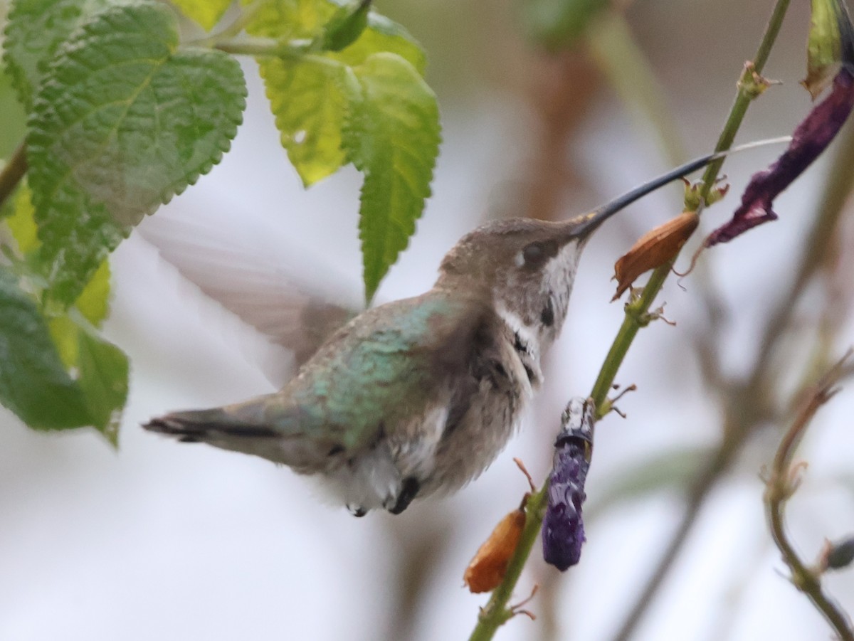 Black-chinned Hummingbird - ML646452884