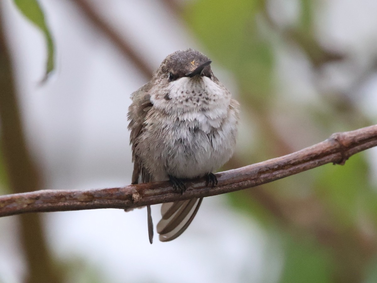 Black-chinned Hummingbird - ML646452885