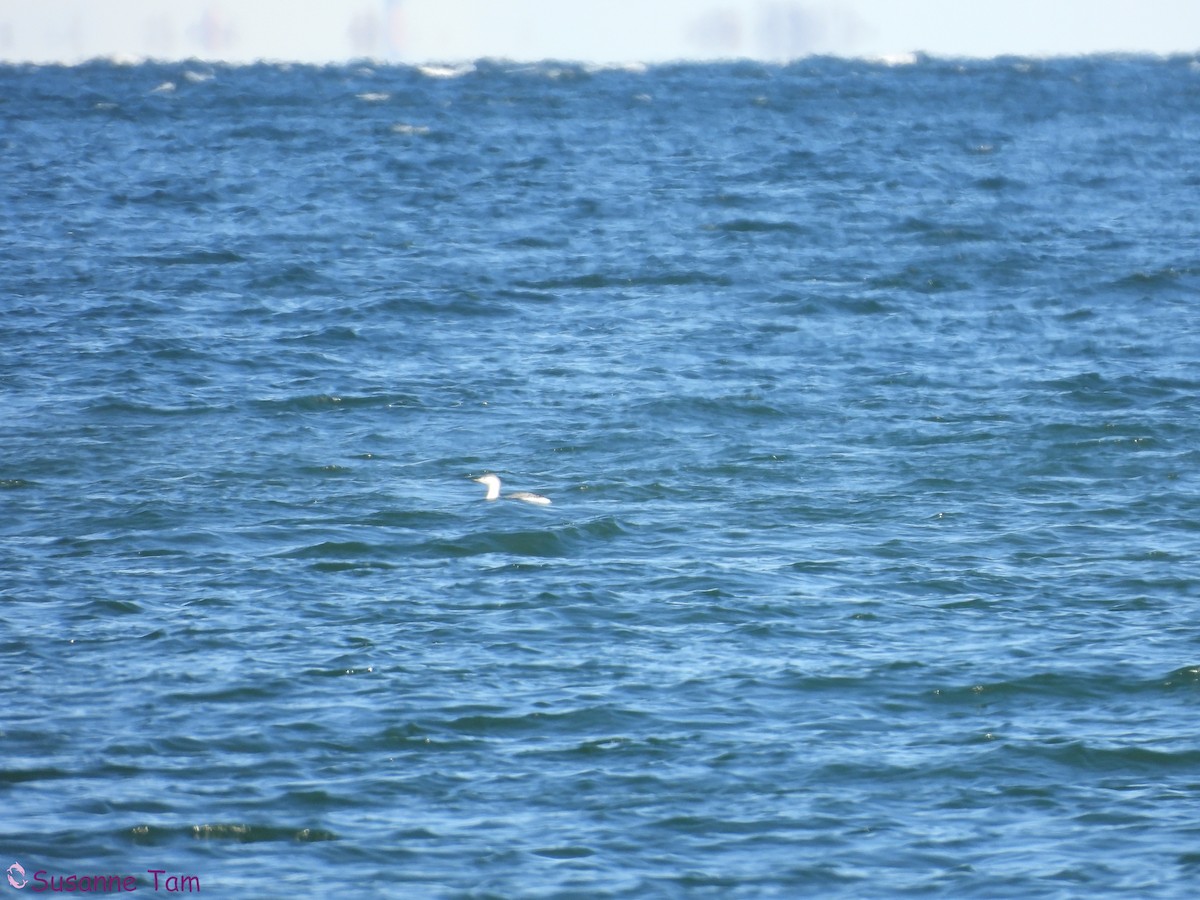 Red-throated Loon - ML646452891