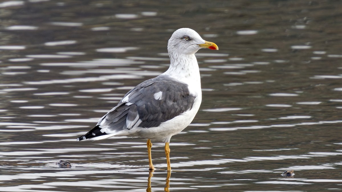 racek žlutonohý - ML646452892