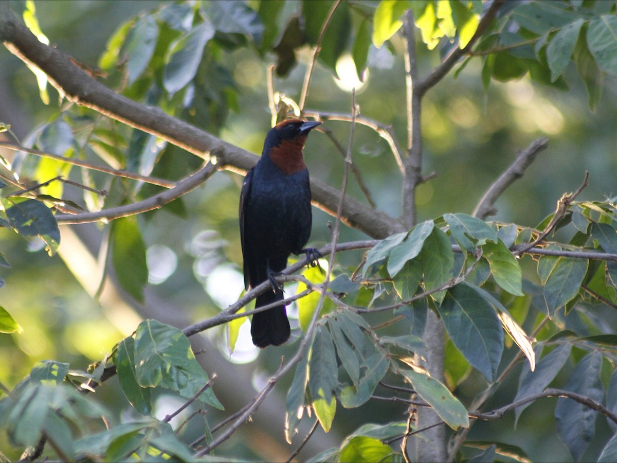 Chestnut-capped Blackbird - ML646452893