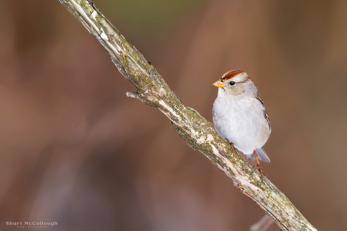 White-crowned Sparrow (Gambel's) - ML646452894