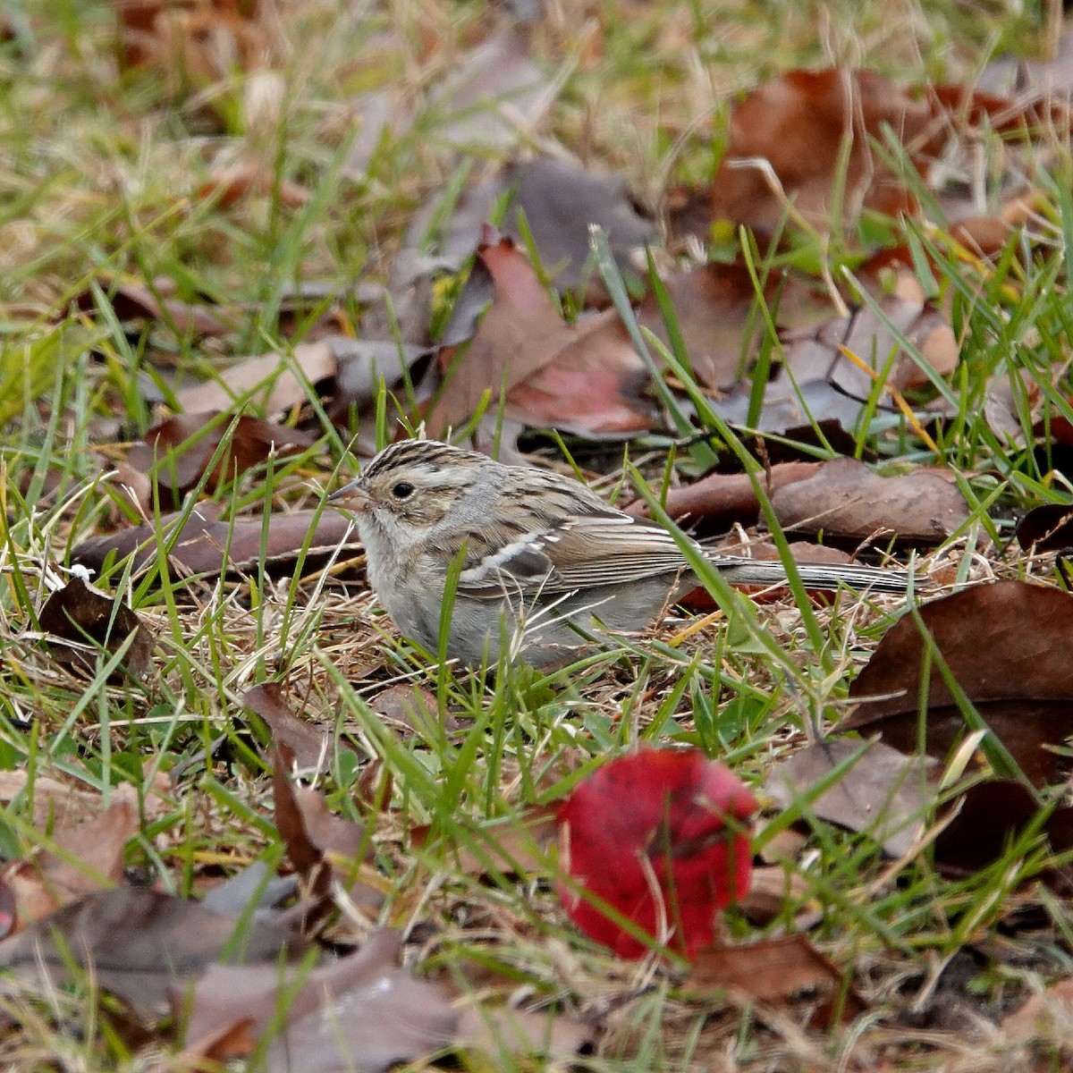 Clay-colored Sparrow - ML646452895