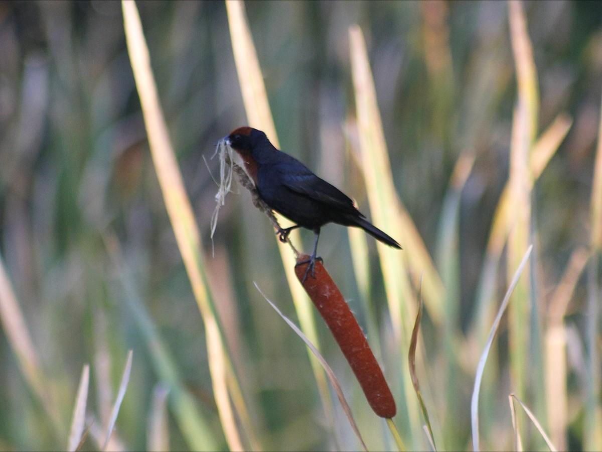 Chestnut-capped Blackbird - ML646452900