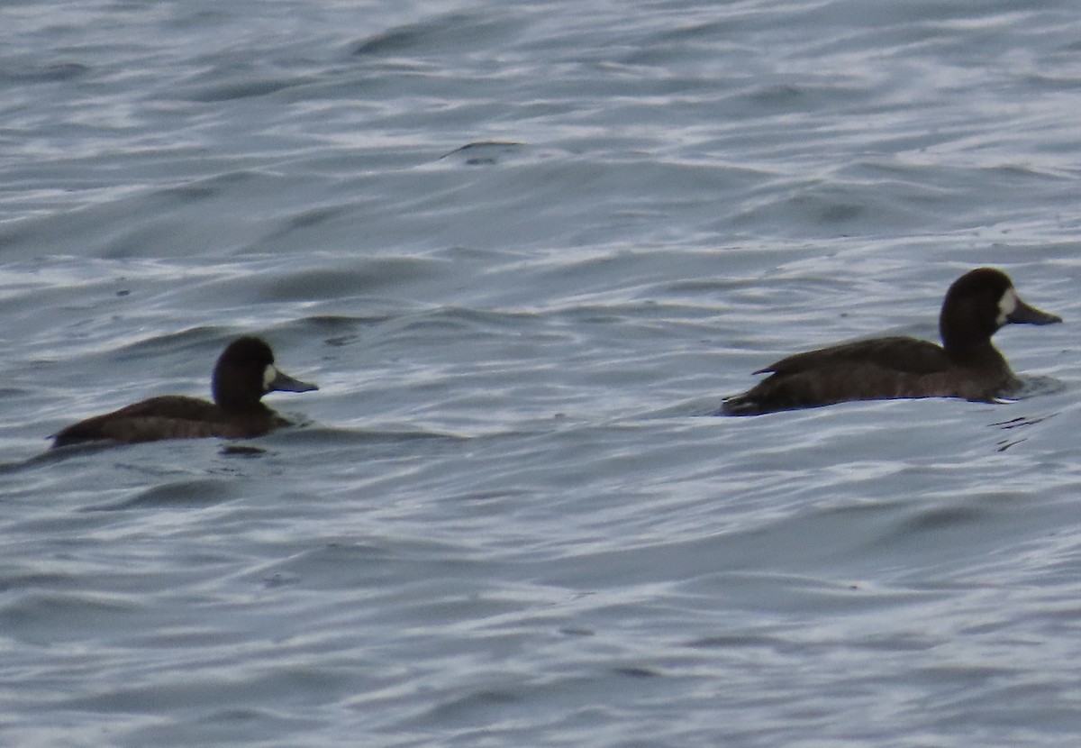 Porrón Bastardo - ML646452901