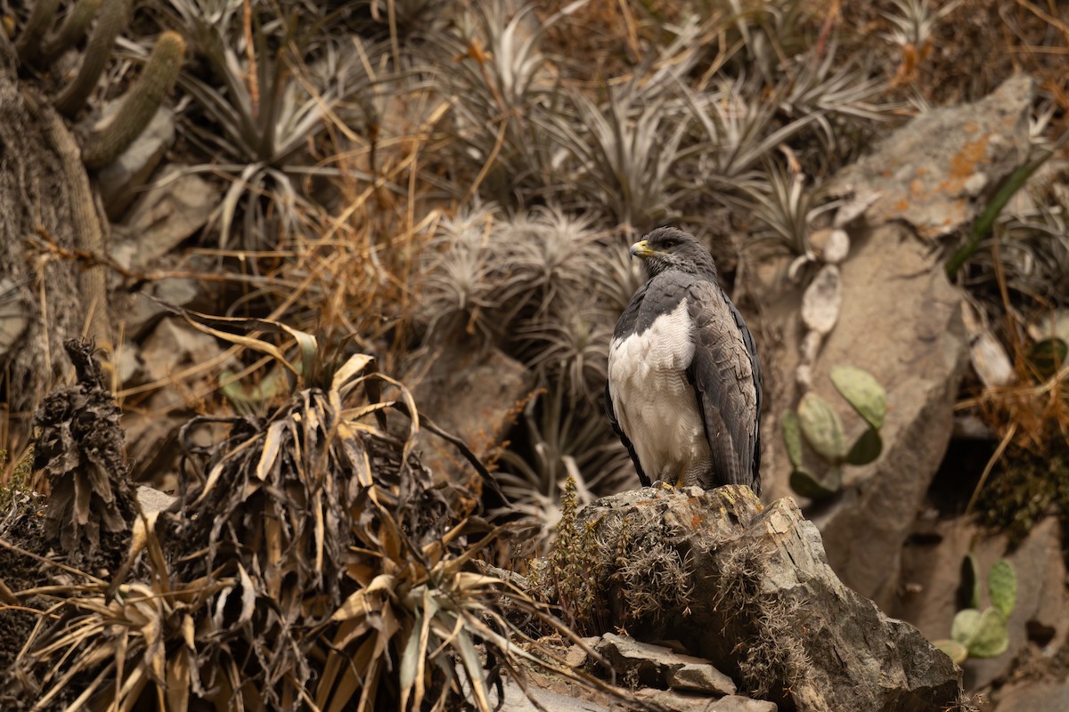 Канюк чорногрудий - ML646452904