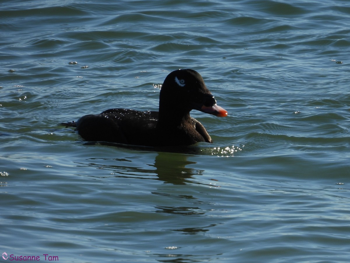White-winged Scoter - ML646452905