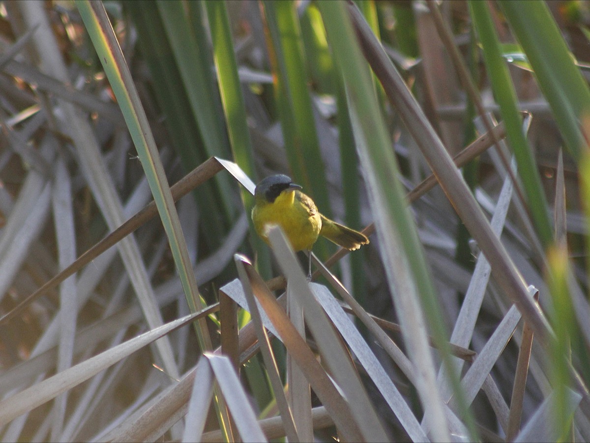 Southern Yellowthroat - ML646452908