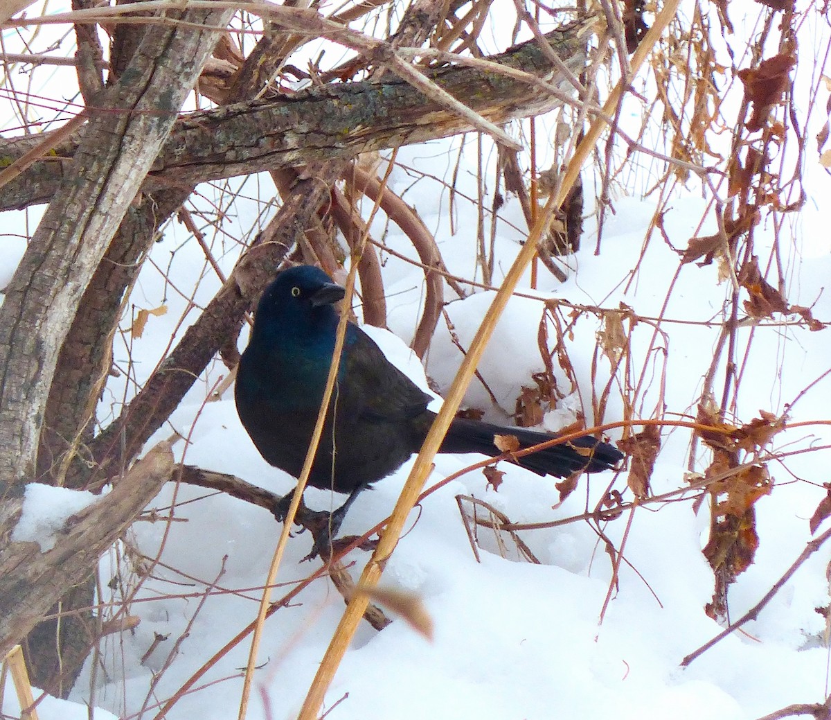 Common Grackle - ML646452909