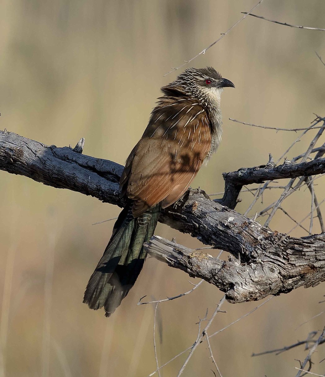White-browed/Burchell's Coucal - ML646452914