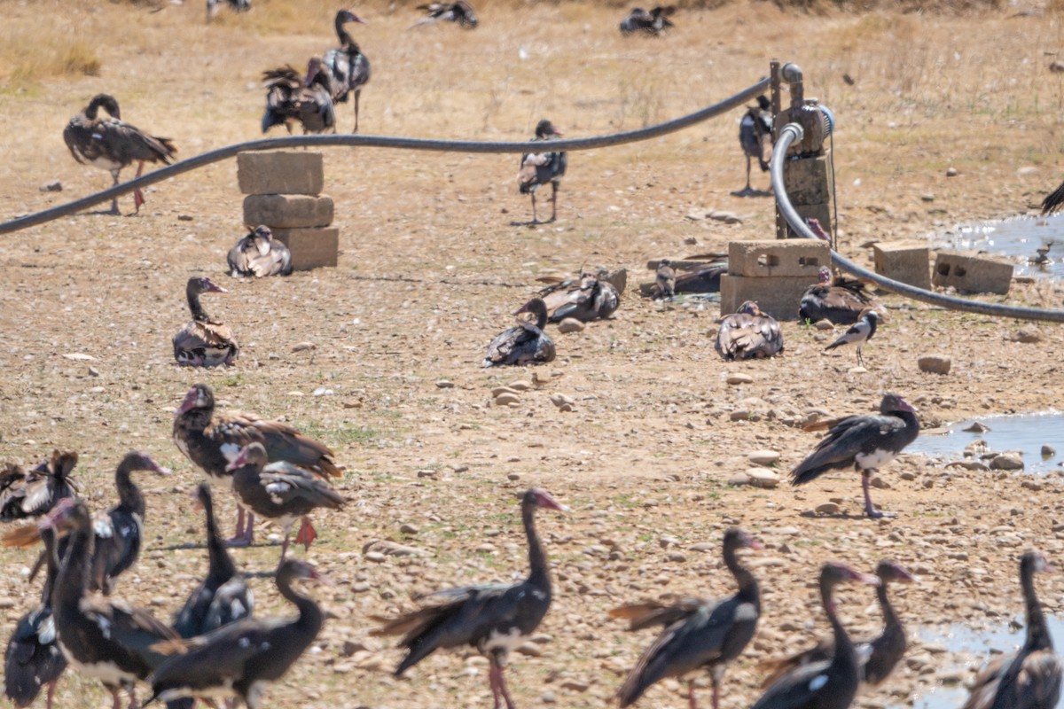 Spur-winged Goose (Southern) - ML646452919
