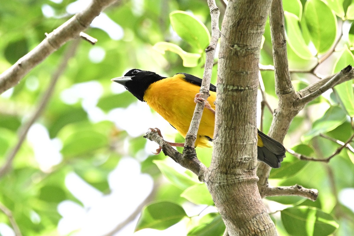 Dark-backed Weaver - ML646452923