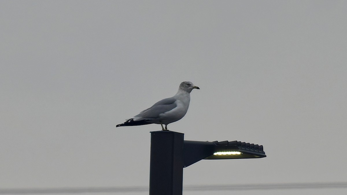 Ring-billed Gull - ML646452925