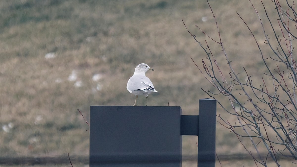 Ring-billed Gull - ML646452926