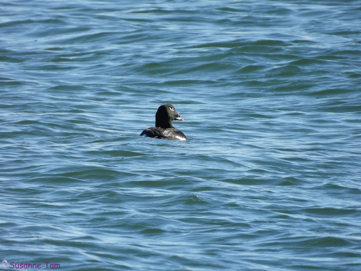 White-winged Scoter - ML646452951