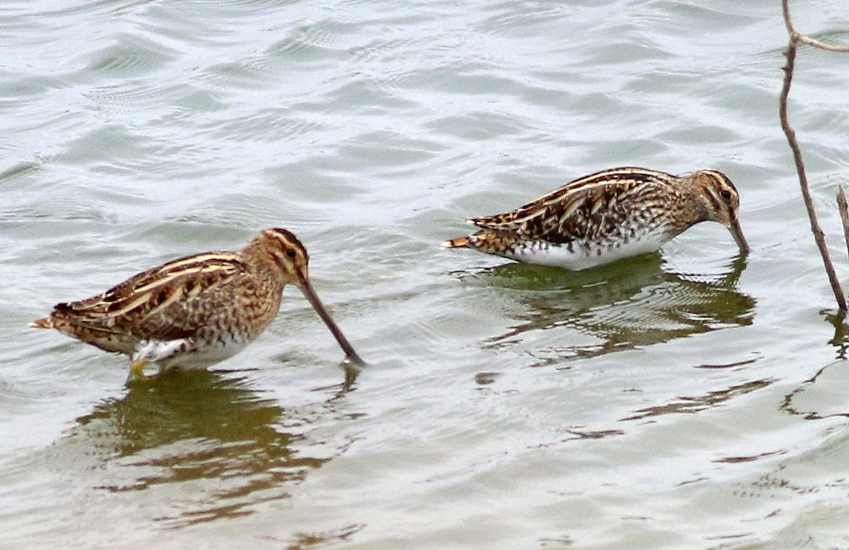 Common Snipe - ML646452962
