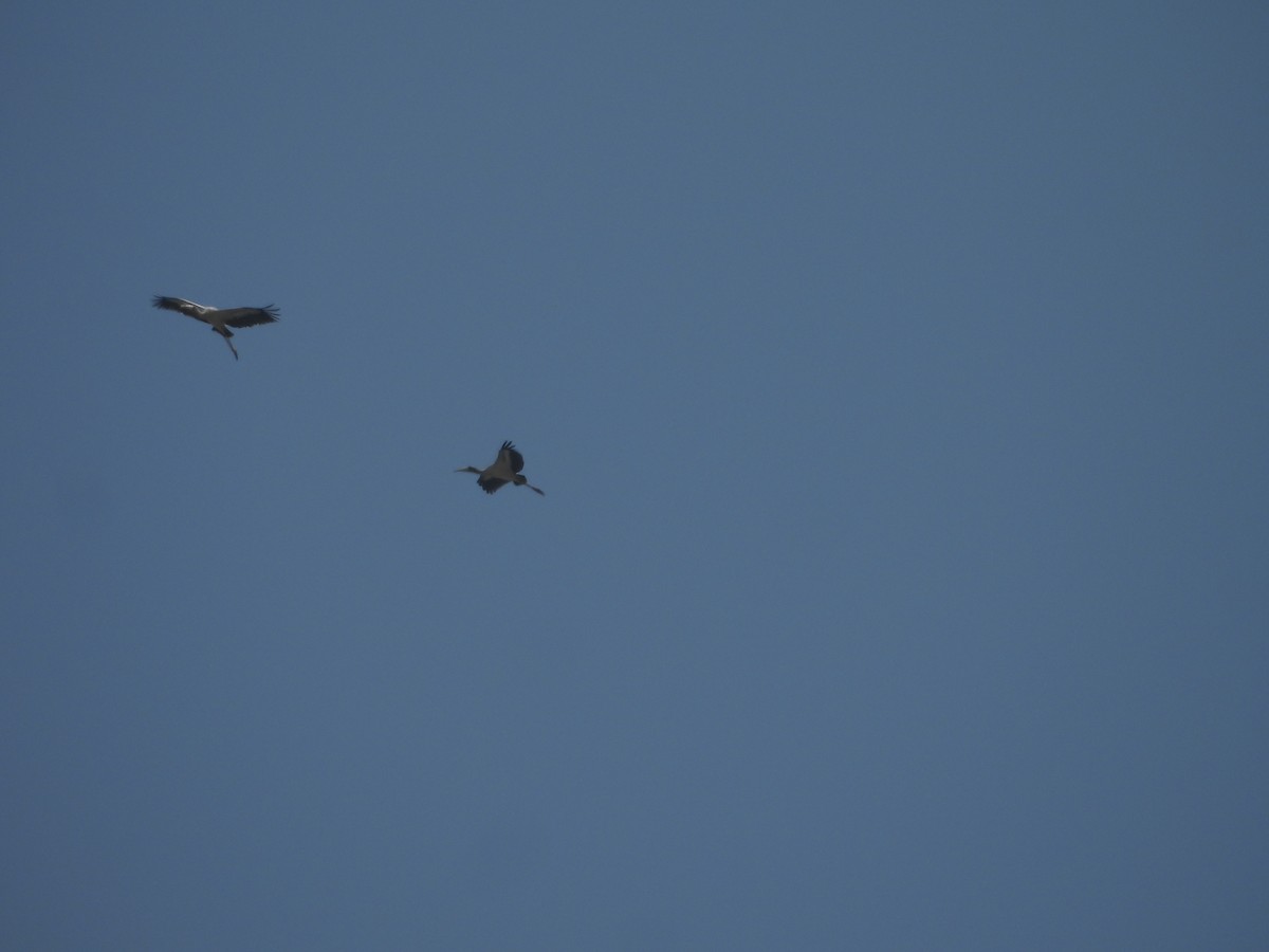 Wood Stork - ML646452963
