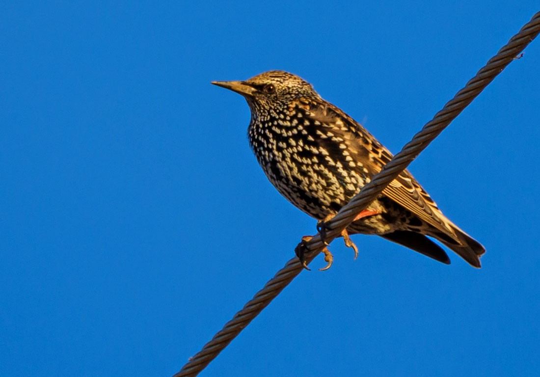 European Starling - ML646452964