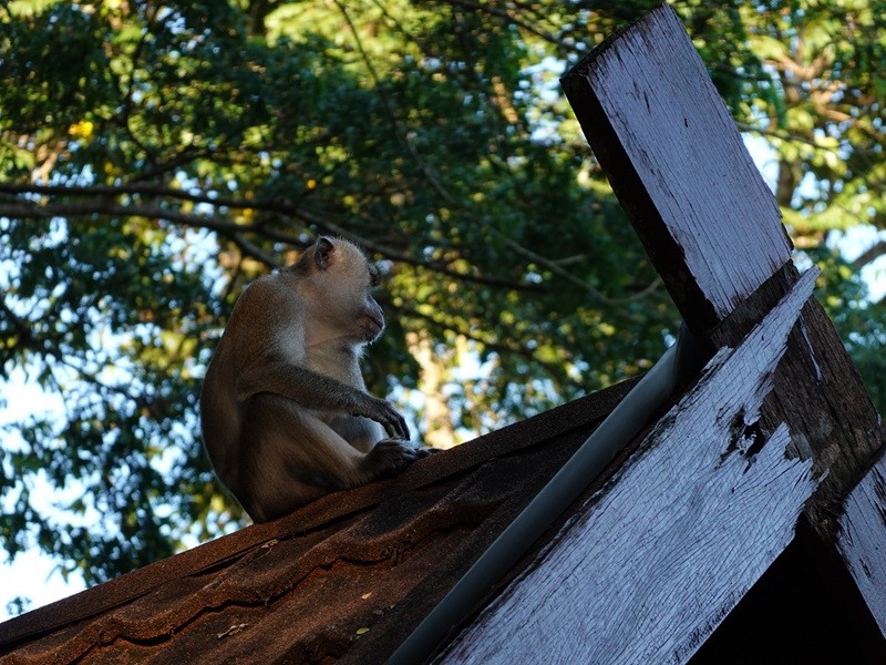 Long-tailed Macaque - ML646452965