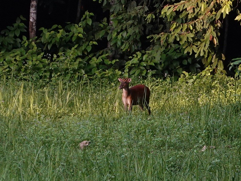 Southern Red Muntjac - ML646452966