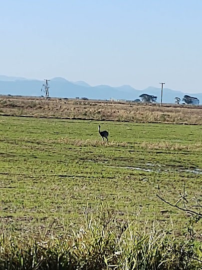 Greater Rhea - ML646452967