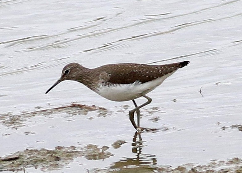 Green Sandpiper - ML646452968
