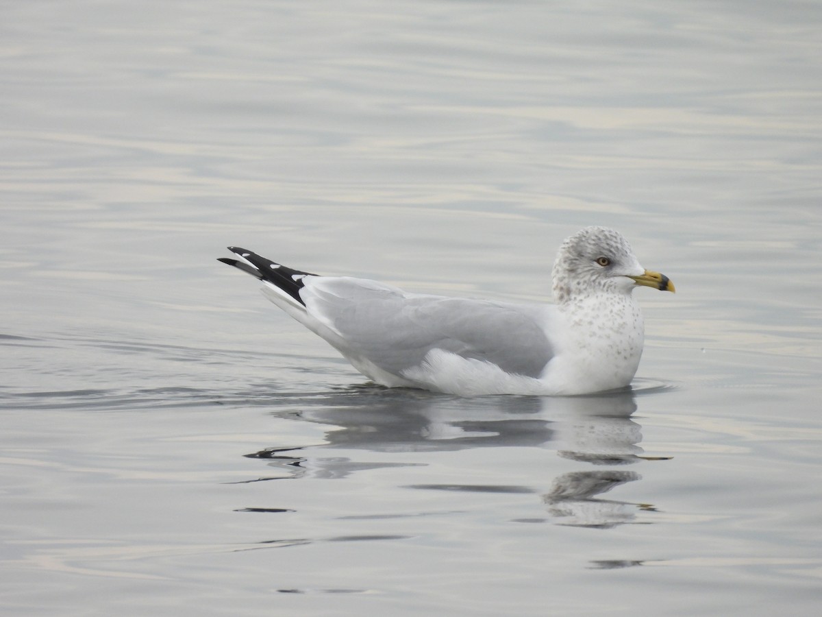 Ring-billed Gull - ML646452969