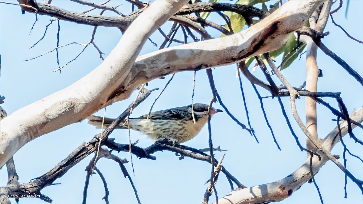 Spiny-cheeked Honeyeater - ML646452970