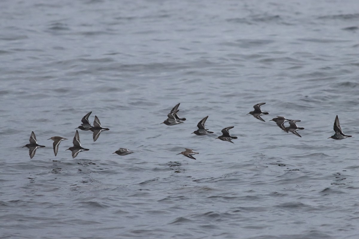 Purple Sandpiper - ML646452971