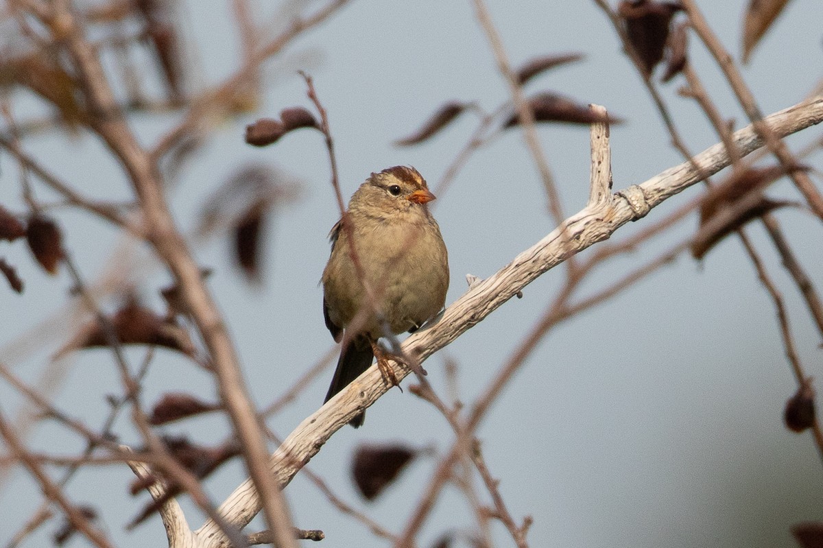 strnadec bělopásý - ML646452972