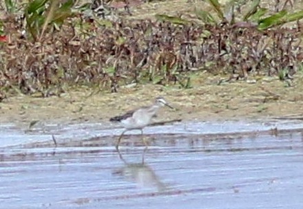 vodouš bahenní - ML646452973