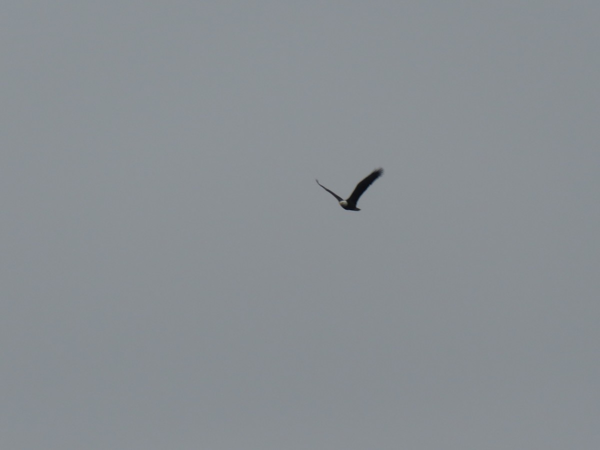 Pygargue à tête blanche - ML646452974