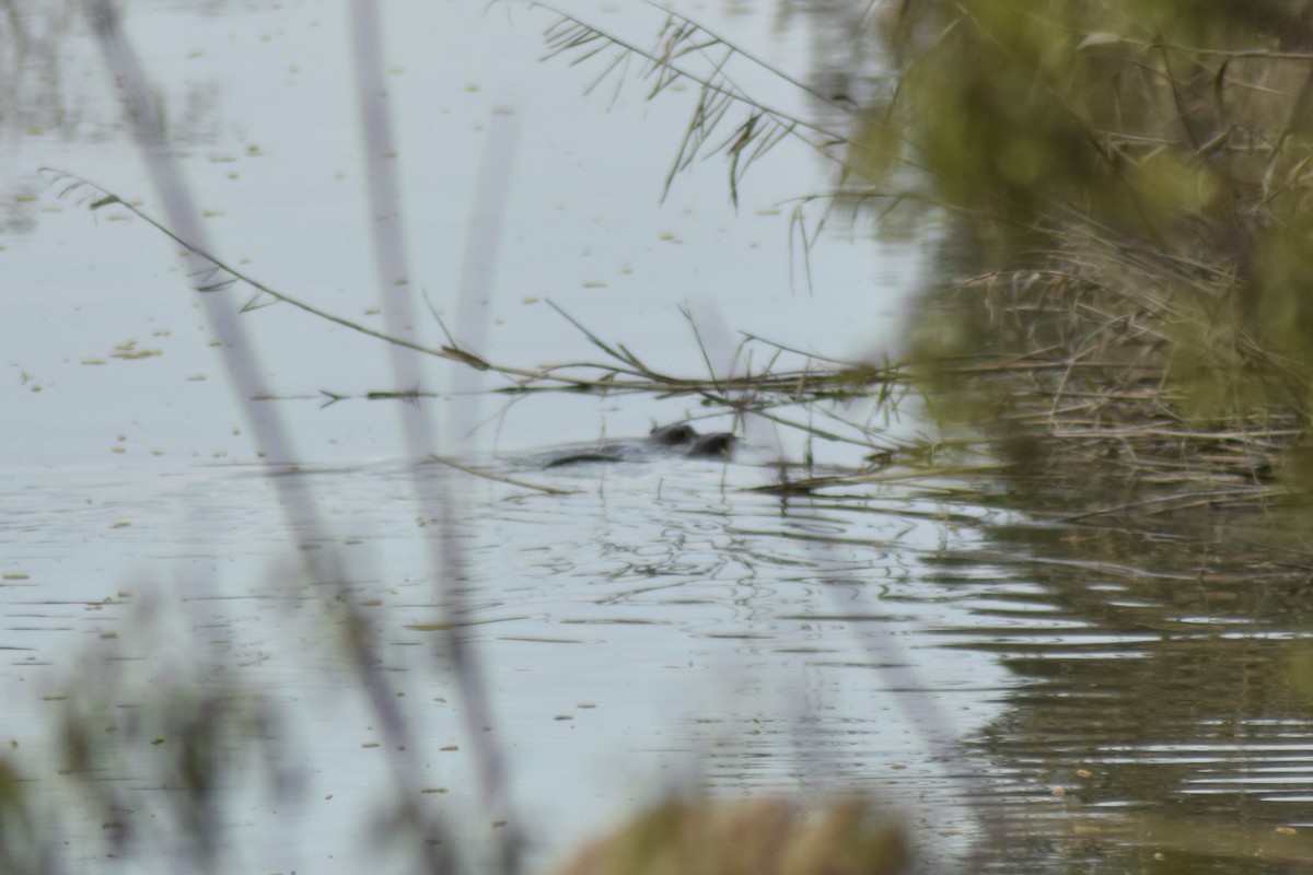 Eurasian Otter - ML646452975
