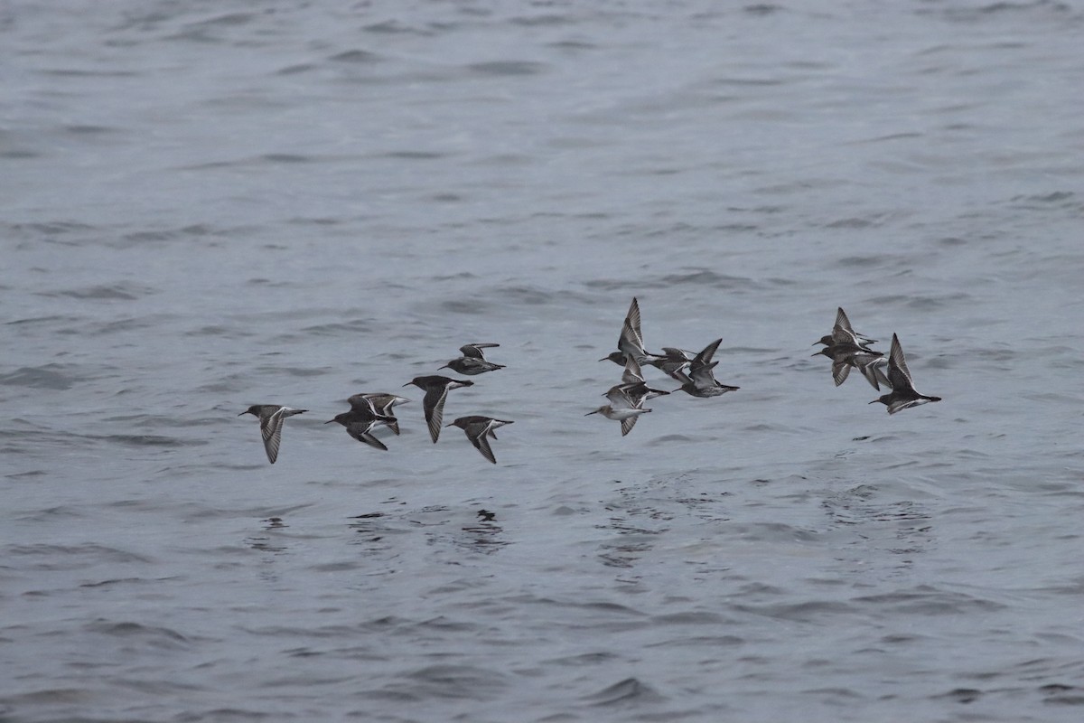 Dunlin - ML646452986