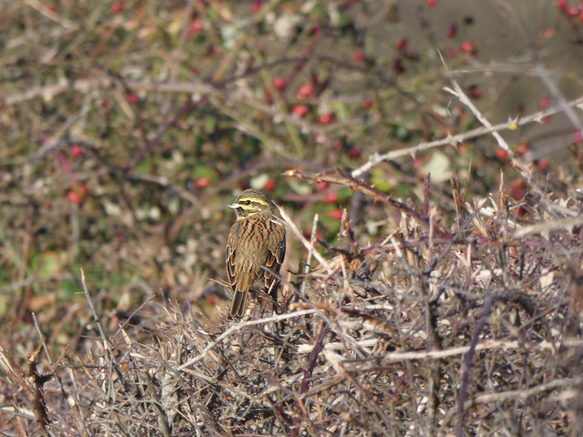 Cirl Bunting - ML646452987