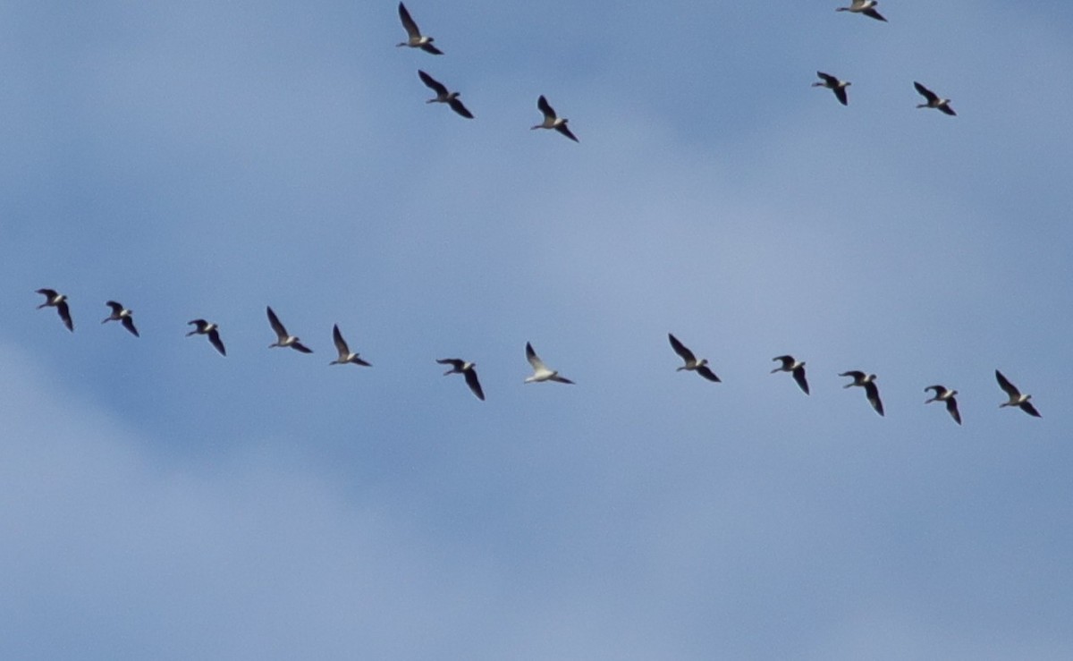 Snow Goose - ML646452990