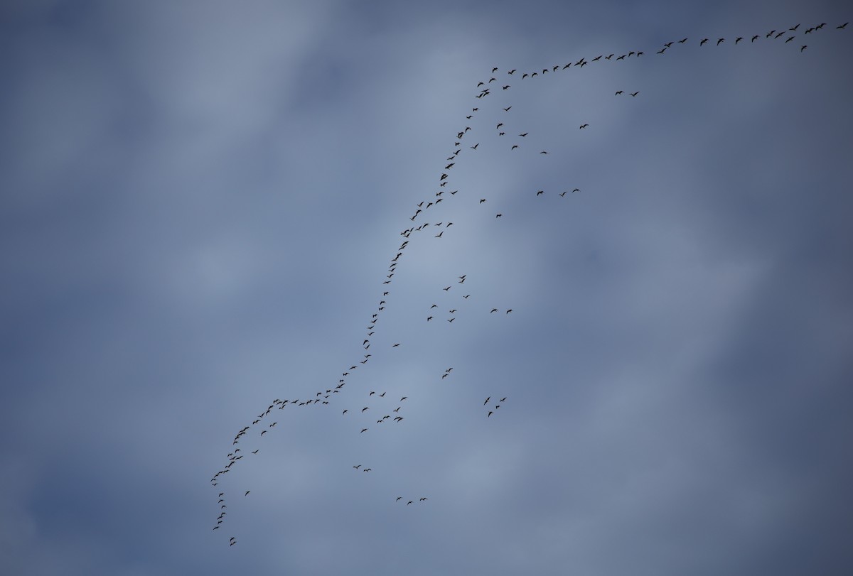 Canada Goose - ML646452993