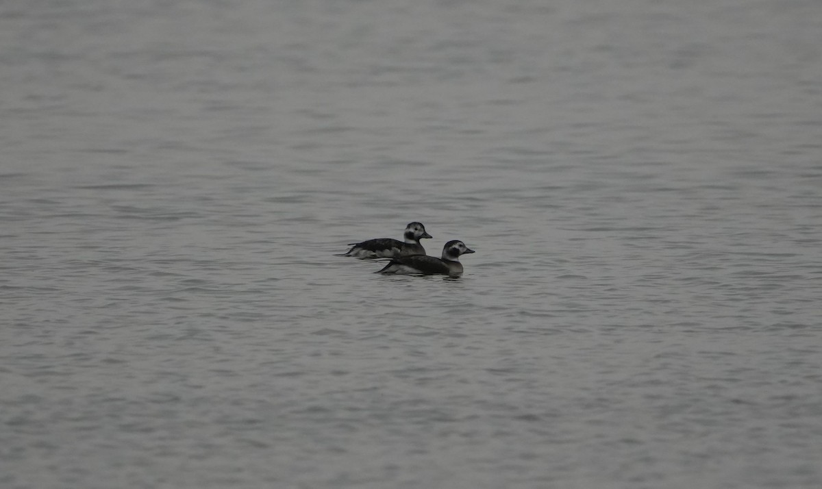 Long-tailed Duck - ML646452996