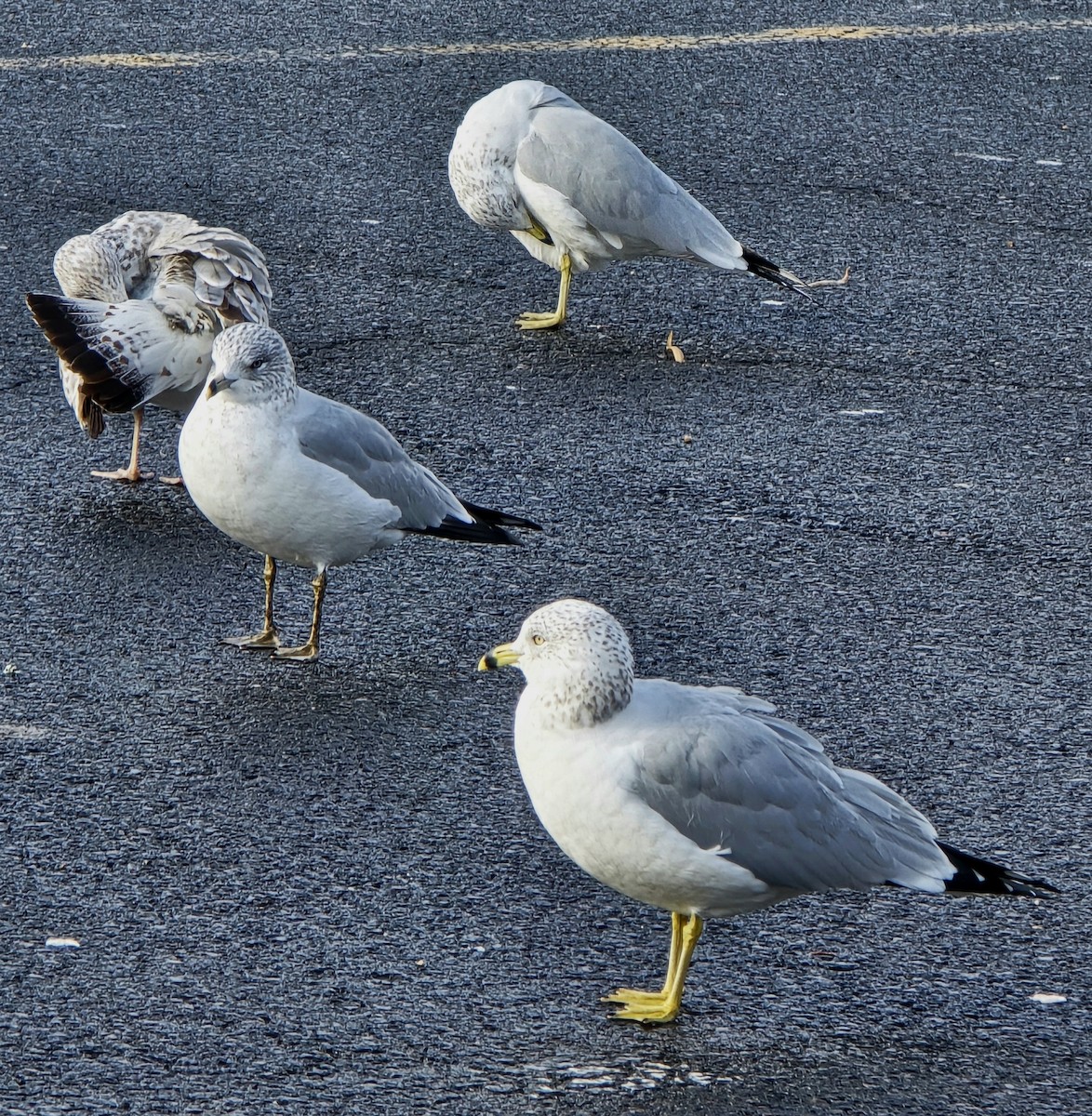 Ring-billed Gull - ML646452997