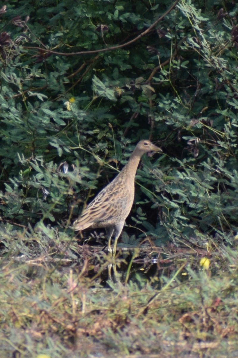 Watercock - ML646453000