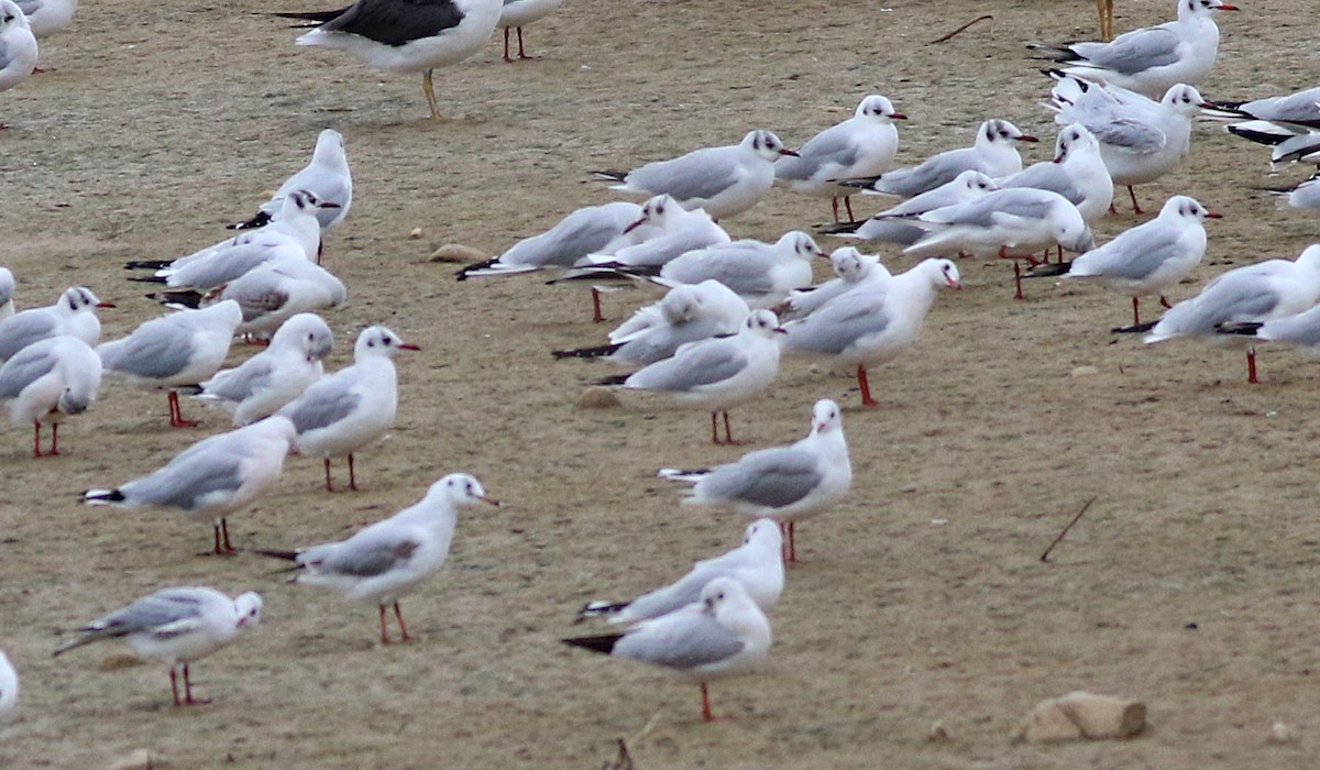 Mouette rieuse - ML646453001
